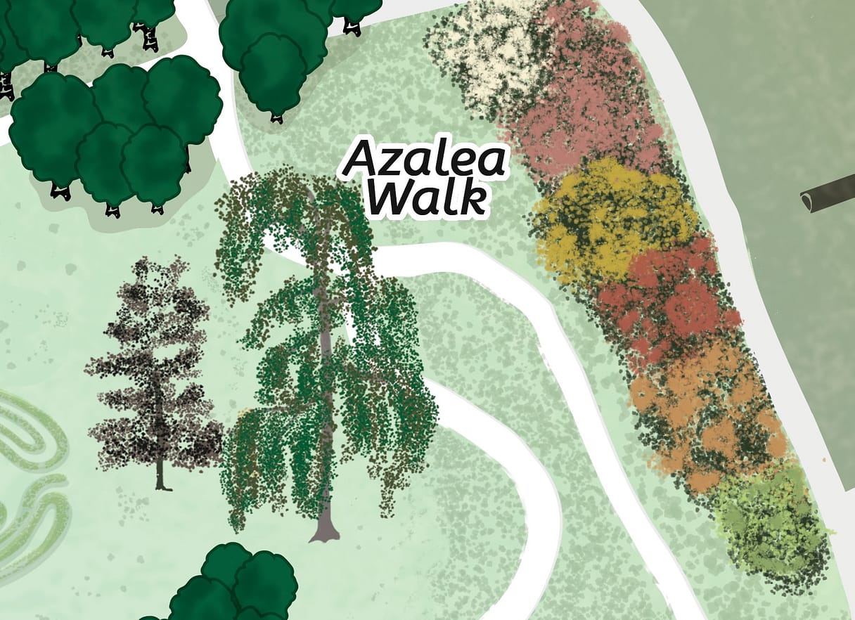 Azalea walk at Ness Gardens illustration by Kati Lacey freelance illustrator