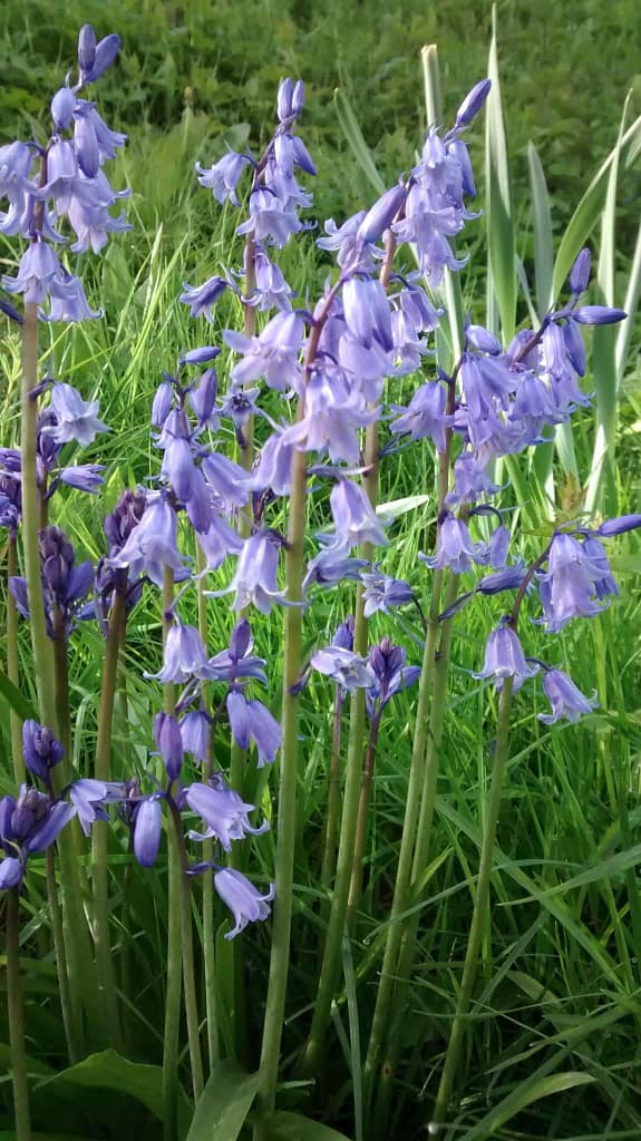 blue-bells-flowers-wild-ordinary-british-victorian-garden